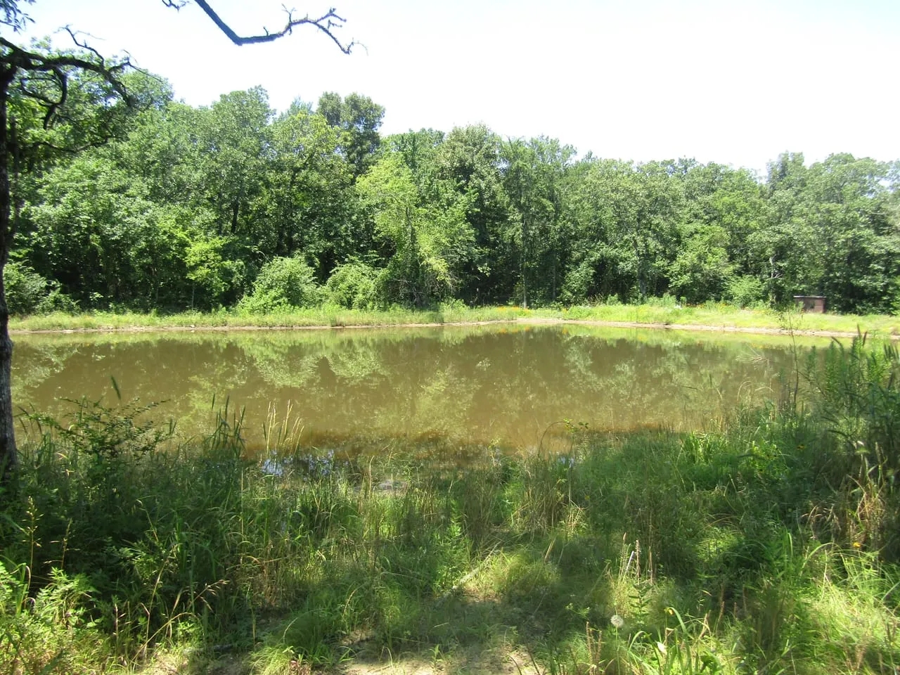 Golden Dove Road Recreational Hunting Escape McCurtain County OK 40 AC