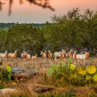 Real County Highveld Ranch W of Kerrville images 5
