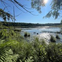 57 acres Hunting Land with Pond Pitcairn NY images 2
