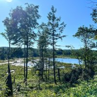 57 acres Hunting Land with Pond Pitcairn NY images 3