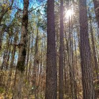 55 Acres Paces Creek T3076-10 images 2