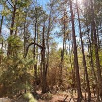55 Acres Paces Creek T3076-10 images 5
