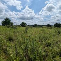 6 acre Building Lot and Recreational Land near State Land in Cameron NY Shauger Rd images 4
