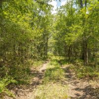 10 Acres in Milam County - Tract 13 images 2
