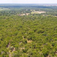 10 Acres in Milam County - Tract 13 images 5