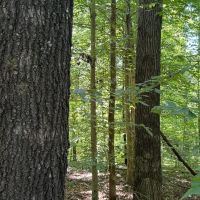LAND FOR SALE - 9.2 ACRES BUILDING LOT- WOODED - ENGLISH INDIANA - ORANGE COUNTY images 2