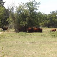 547 ACRES PRIME RECREATON SMALL CATTLE PRODUCTION PROPERTY images 3