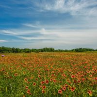 Milburn Ranch
