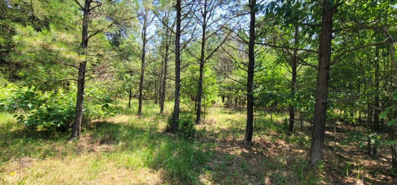JOSLIN VALLEY Tract E Hunting Land for Sale