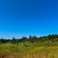 21 Acres Shady Grove Road CR 2175 images 2
