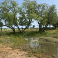 New Listing 24 - Acres Callahan County images 4