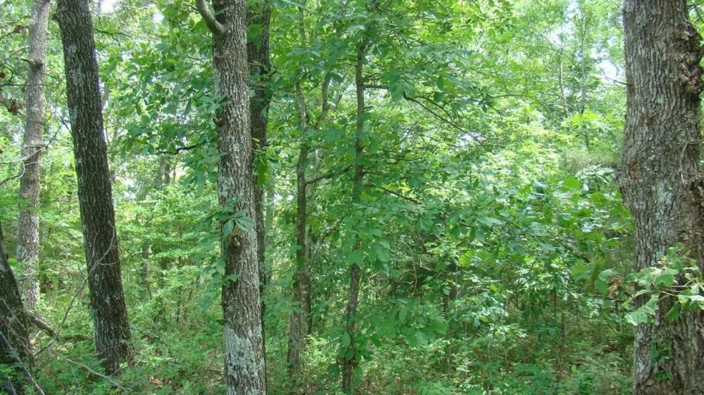 Surveyed 11.98 Acres Electric Available No Restrictions Paved Road Frontage Close to Jacks Fork River featured image
