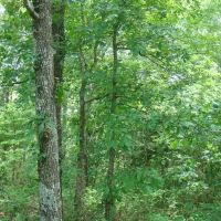 Surveyed 11.98 Acres Electric Available No Restrictions Paved Road Frontage Close to Jacks Fork River