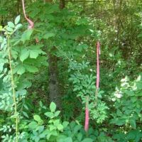 Surveyed 11.98 Acres Electric Available No Restrictions Paved Road Frontage Close to Jacks Fork River images 2
