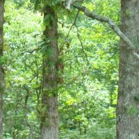 Surveyed 11.98 Acres Electric Available No Restrictions Paved Road Frontage Close to Jacks Fork River images 4