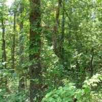 Surveyed 11.98 Acres Electric Available No Restrictions Paved Road Frontage Close to Jacks Fork River images 5