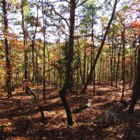 Kiamichi Wilderness Shorty Creek 5ac