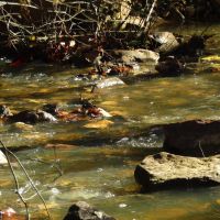 Kiamichi Wilderness Shorty Creek 5ac images 3