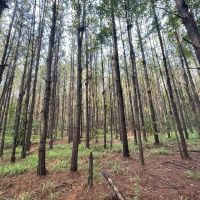 Mathews AL Homesite with Beautiful Mature Trees