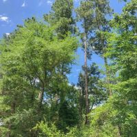 388 Acres Lost Indian Camp Road Tract 5302 images 2