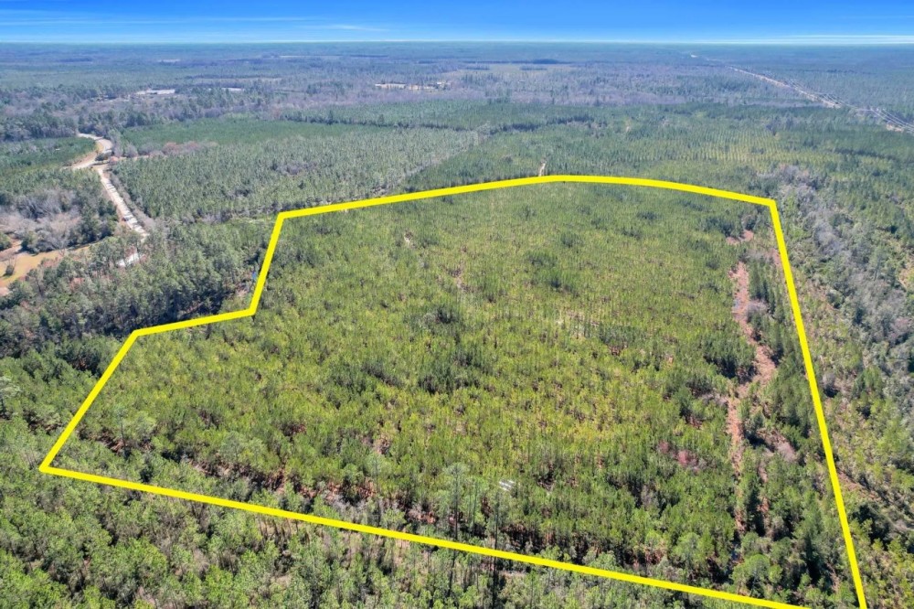 75 Acres - Dewey Road in Brantley GA featured image