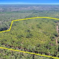 75 Acres - Dewey Road in Brantley GA