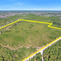 75 Acres - Dewey Road in Brantley GA images 5