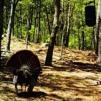 Buck Creek Recreational Hunting Ranch Moyers Pushmataha County OK 517 AC images 4