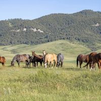 Plum Creek Ranch images 1