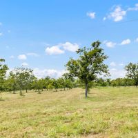 Henderson County Texas Legacy Farm For Sale Near Athens TX images 4