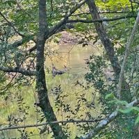110 Acres Magee s Creek images 3