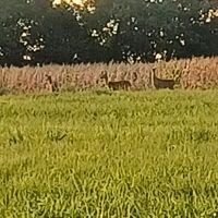 63.3 - Acre Combination Property in Bourbon Co KS images 3