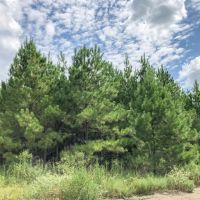 667 Acres Theuvenins Creek images 5