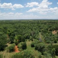 20 - Acres Taylor County Tract 6 images 4
