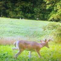 Phenomenal 88.8 acres of hunting and recreational land images 2