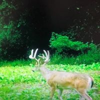 Phenomenal 88.8 acres of hunting and recreational land images 3