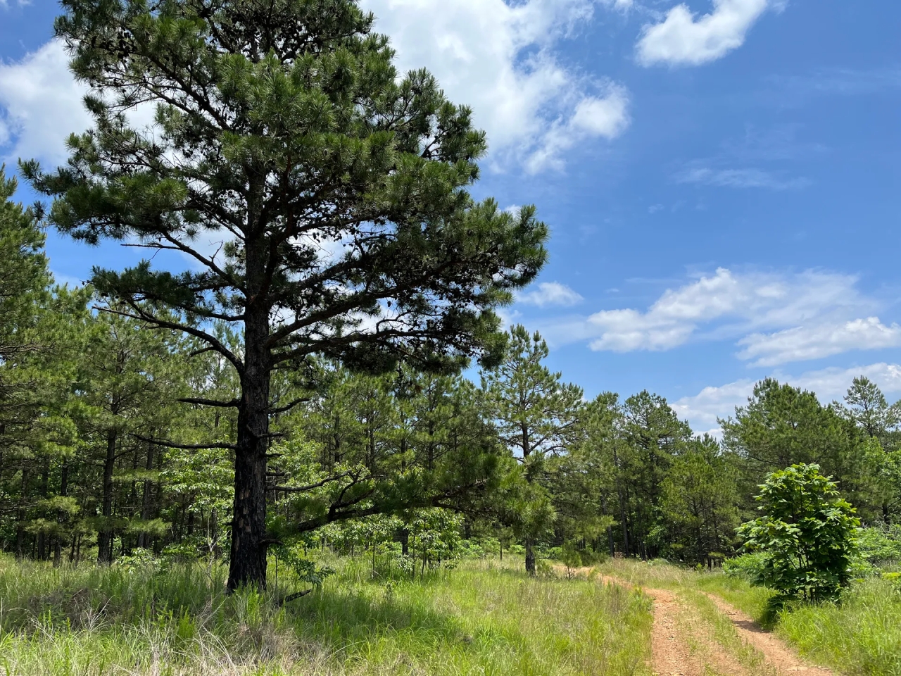 Acreage For Sale in Daisy Oklahoma Hunting Land for Sale