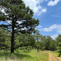 Acreage For Sale in Daisy Oklahoma images 5