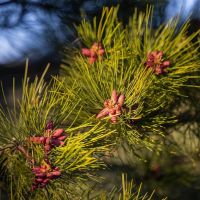 Coon Hollow Retreat images 5