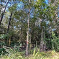 10 Acres T-6 FM 1013 CR 517 287052 images 3