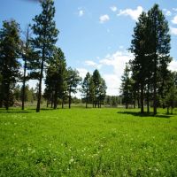Pinherio Ranch images 2