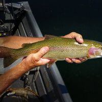 Island Ranch images 5