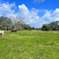 Wharton Tract 6 43 Acres Only 15K Down images 4