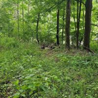 29 acres Hunting Land and Recreational Land in Cayuta NY NY-224 images 2