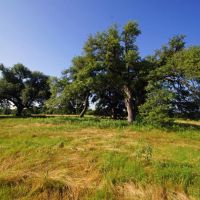 219 ac Sala Ranch on Darrs Creek in Holland TX images 2