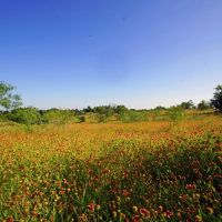 219 ac Sala Ranch on Darrs Creek in Holland TX images 3