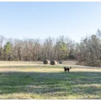 96.7 Acres in Tallahatchie County in Cascilla MS