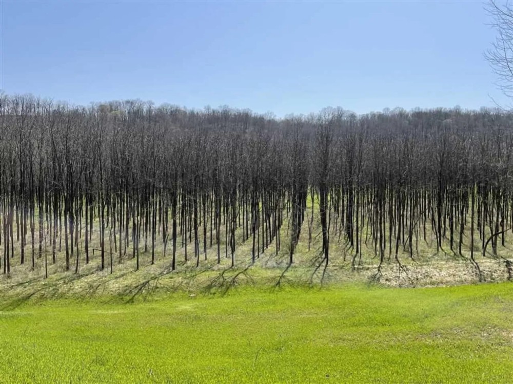 Black Walnut Plantation For Sale in Ohio County IN has great future income potential with excellent recreation. featured image