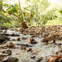 210 Acres Adjoining the Mark Twain National Forest