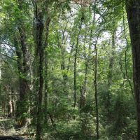 LA - Franklin 176 acres - images 3